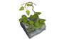 Matho Models 35079 - Jungle Plants C - 1:35_